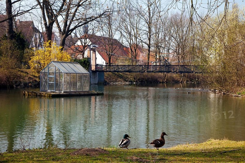 A pair of ducks on the River Lippe at Laumannshügel with the Arche artwork in Lippstadt in spring, North Rhine-Westphalia, Germany, Europe