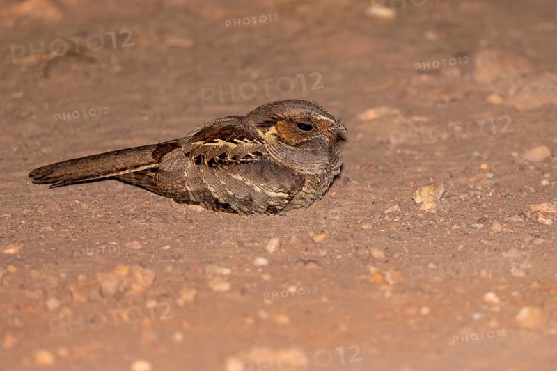 Pauraque nightjar (Nyctidromus albicollis), on the ground, at night, Pantanal, Brazil, South America