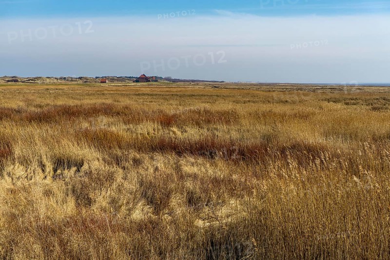 The East Frisian North Sea island of Juist in winter, marshy meadows in the west of the island, Lower Saxony, Germany, Europe