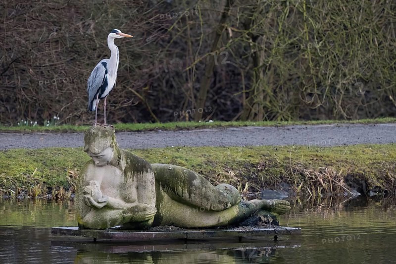 A grey heron (Ardea cinerea) stands on a statue in the water, Reclining Eve, sculpture by Roman Krasnitzki, and enjoys the peace and quiet, Ahnepark in Vellmar, Hesse, Germany, Europe