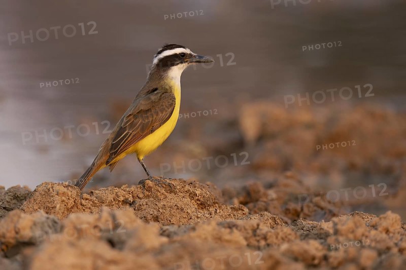Sulphur-masked tyrant (Pitangus sulphuratus), on the ground, Pantanal, Brazil, South America