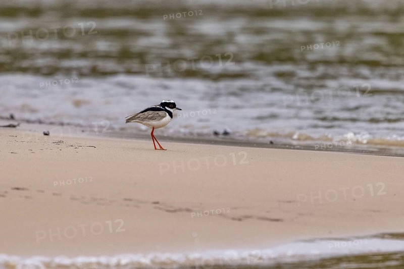 Cayenne lapwing (Hoploxypterus cayanus), sandy beach by the river, Pantanal, Brazil, South America