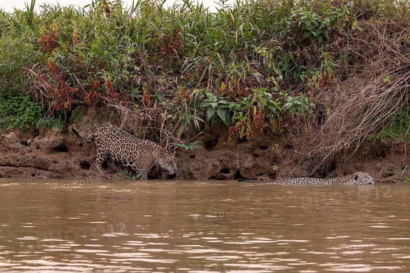 Jaguar (Panthera onca), 2 males in riparian vegetation, Pantanal, Brazil, South America