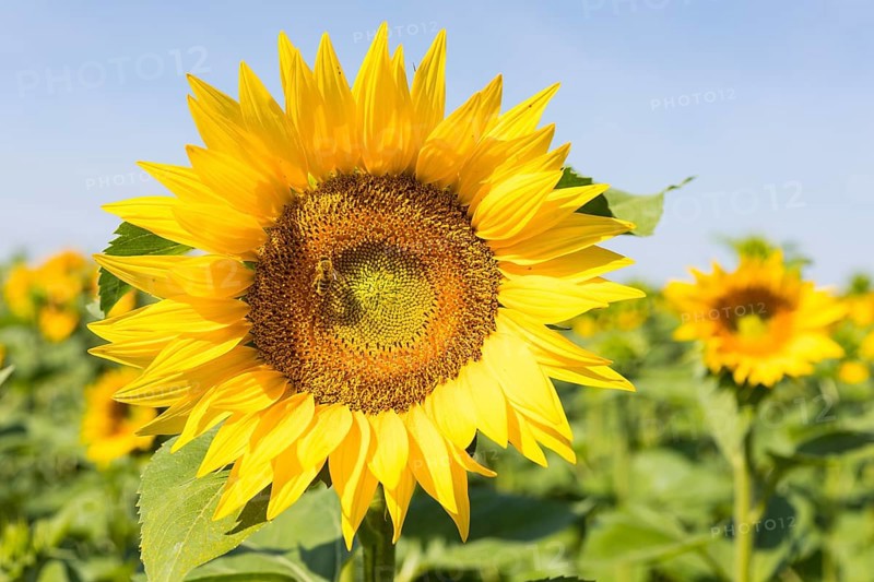 Sunflowers (Helianthus annuus) in bloom in a sunflower field, Hirschstein, Saxony, Germany, Europe