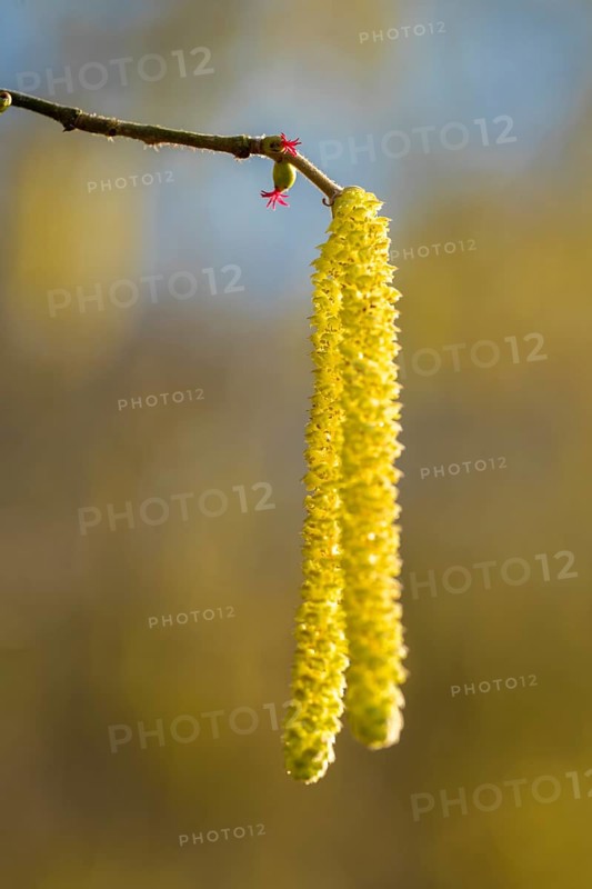Common hazel (Corylus avellana) also known as hazel bush or hazelnut bush, male, yellow inflorescences, catkins and the red stigmas of the female flowers, Lower Saxony, Germany, Europe