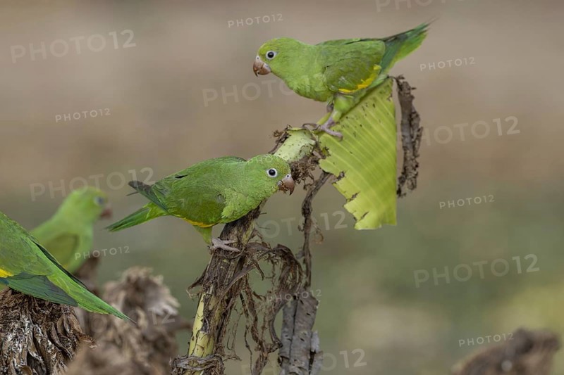 Yellow-winged Parakeet (Brotogeris chiriri) or Canary-winged Parakeet, several, on cut banana trees, Pantanal, Brazil, South America
