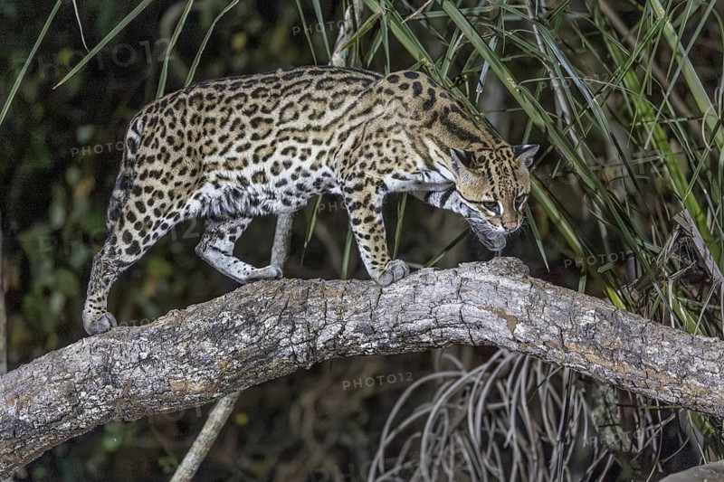 Ocelot (Leopardus pardalis), on branch, Pantanal, Brazil, South America