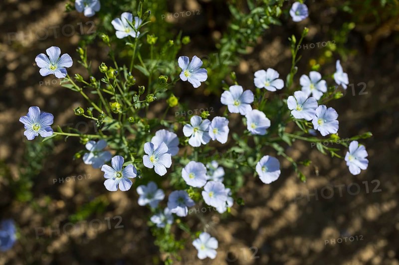 Flax field, flax (Linum) flowers in a field near Hirschstein, Saxony, Germany, Europe