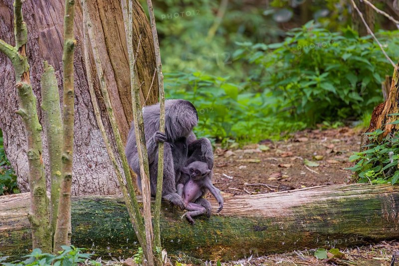 A female silvery gibbon (Hylobates moloch), or Javan gibbon sits with her baby in her arms on a broken tree trunk