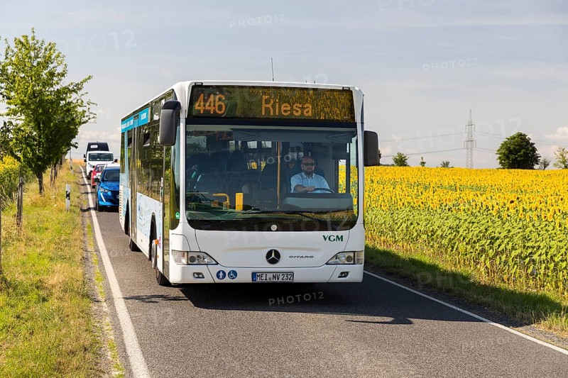 VGM bus line 446 from Meißen to Riesa between sunflower fields near Hirschstein, Saxony, Germany, Europe