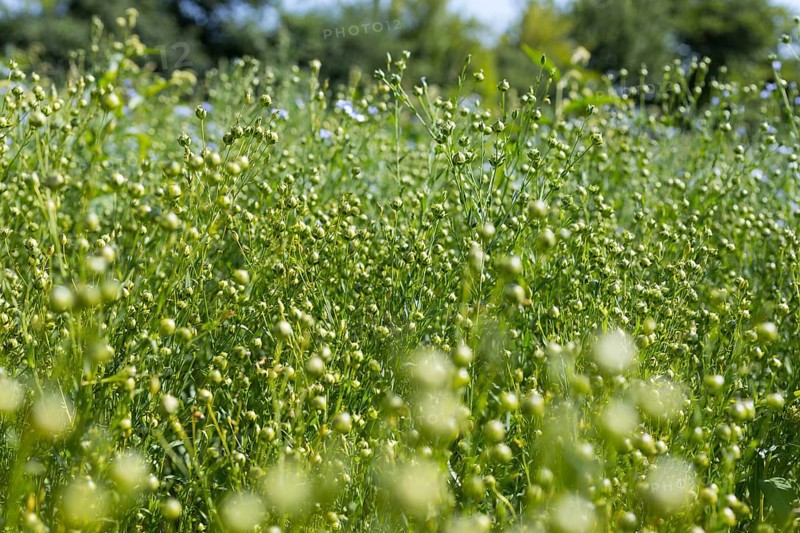 Flax field, buds of flax (Linum) in a field near Hirschstein, Saxony, Germany, Europe