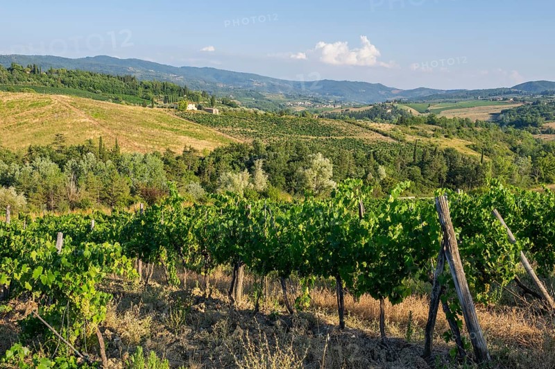 Tuscan landscape, country estate with vineyards, forests, olive trees and cypresses in Chianti, Chianti Region, Tuscany, Italy, Europe