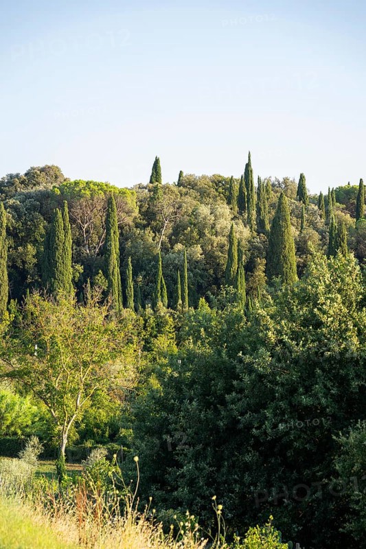 Tuscan landscape, country estate with, olive trees and cypresses in Chianti, Chianti Region, Tuscany, Italy, Europe