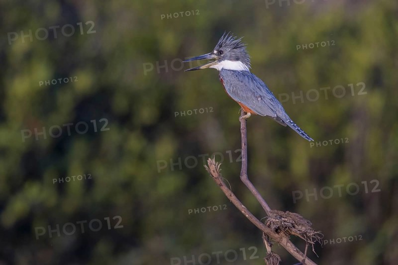 Red-breasted Kingfisher (Megaceryle torquata), on branch, Rio Mutum, Pantanal, Brazil, South America