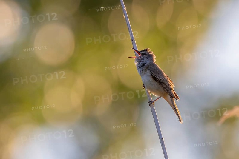 Great Reed Warbler (Acrocephalus arundinaceus), singing on a reed stem, backlight, Lake Kerkini, Greece, Europe