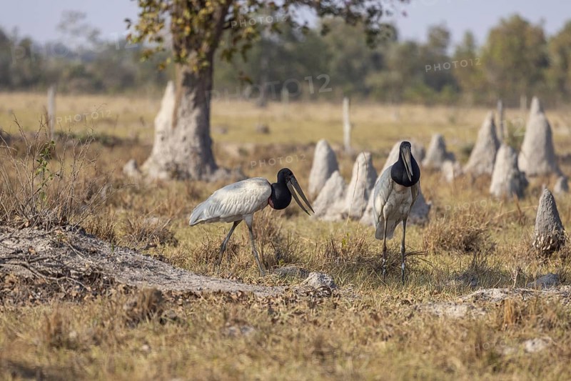 Jabiru (Jabiru mycteria), pair between termite mounds, Pantanal, Brazil, South America