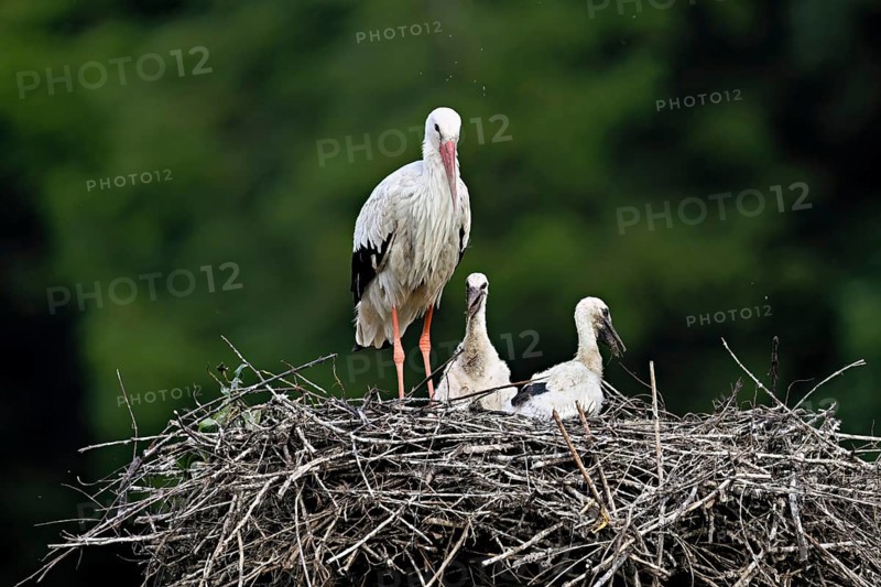 White stork (Ciconia ciconia), adult with two chicks standing on eyrie, Canton Aargau, Switzerland, Europe