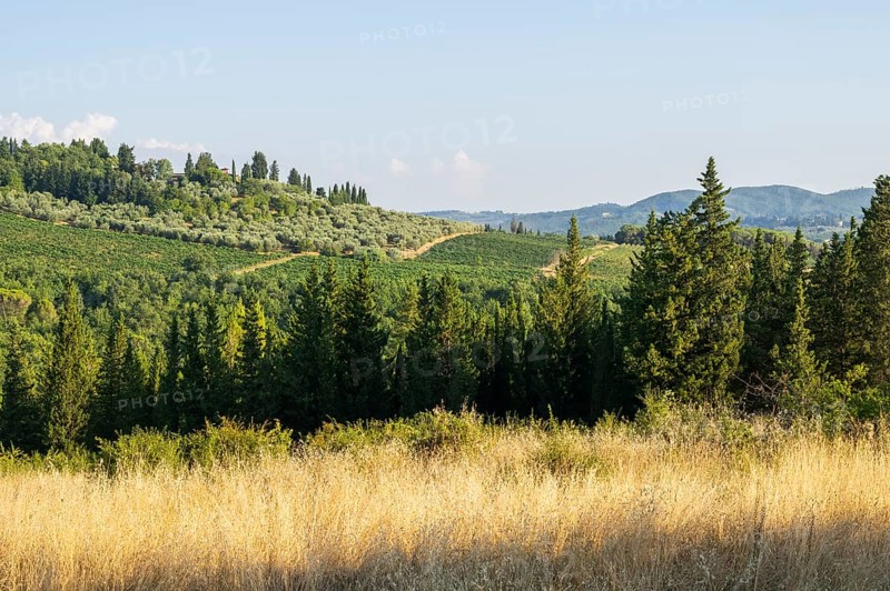 Tuscan landscape, country estate with vineyards, forests, olive trees and cypresses in Chianti, Chianti Region, Tuscany, Italy, Europe