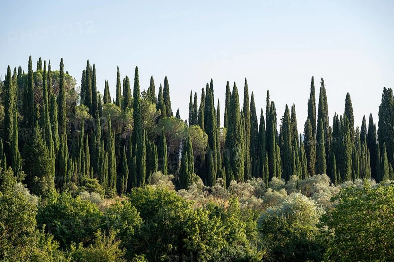 Tuscan landscape, country estate with, olive trees and cypresses in Chianti, Chianti Region, Tuscany, Italy, Europe