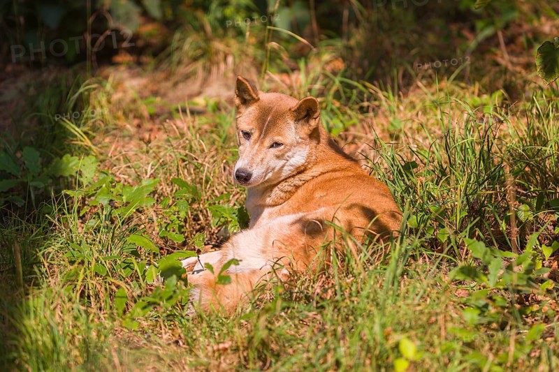 One New Guinea singing dog or New Guinea Highland dog (Canis hallstromi) (Canis dingo hallstromi, Canis familiaris) lying on a meadow, resting in bright sun light