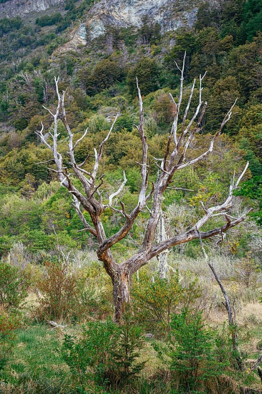 Dead tree, Senda La Baliza, Tierra del Fuego National Park, Ushuaia, Provinz Tierra del Fuego, Argentina, South America
