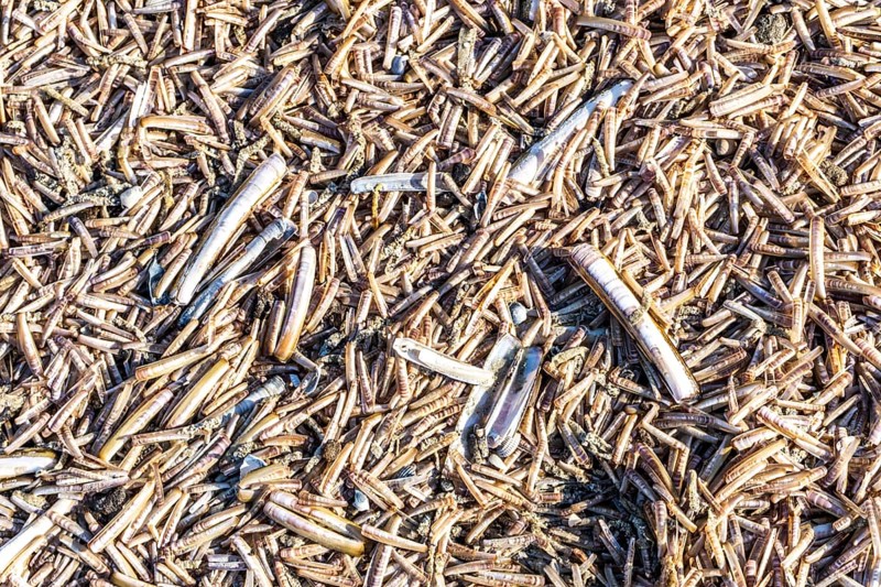 The East Frisian North Sea island of Juist in winter, many large and small American razor clams, Ensis directus, washed up on the beach, dead, empty, were brought to Northern Europe from North America by ships in the 1970s, Lower Saxony, Germany, Europe