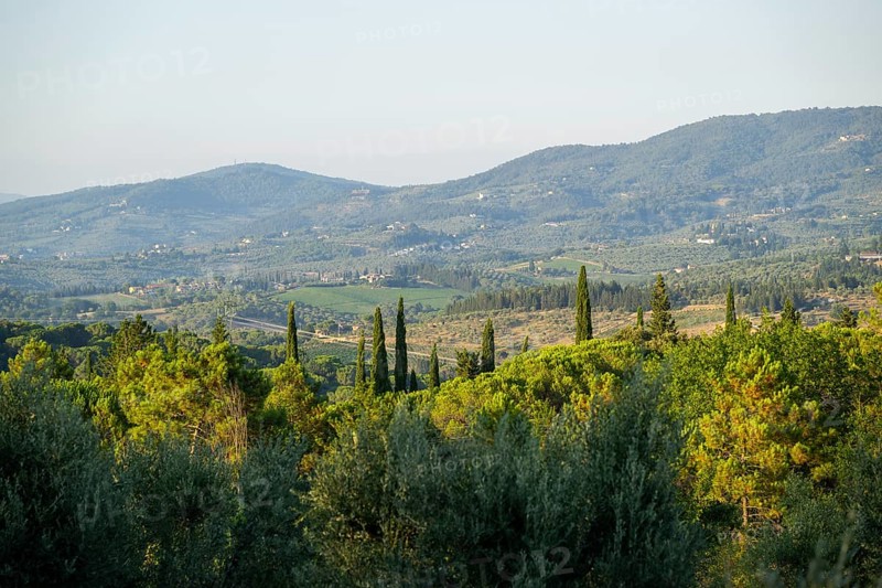 Tuscan landscape, country estate with vineyards, forests, olive trees and cypresses in Chianti, Chianti Region, Tuscany, Italy, Europe