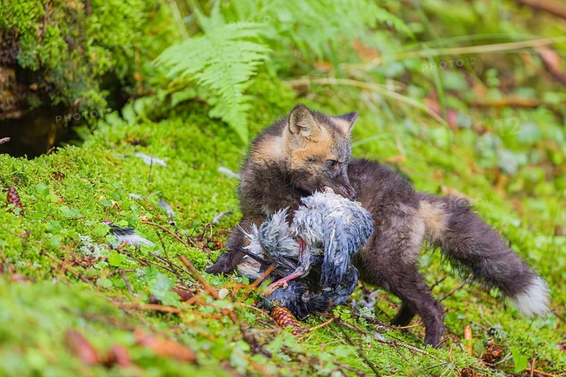 One young silver fox (Vulpes vulpes) eating a dove close to its den on the mossy forest floor