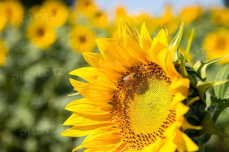 Honey bee (Apis) on the blossom of a sunflower (Helianthus annuus), close-up, Saxony, Germany, Europe