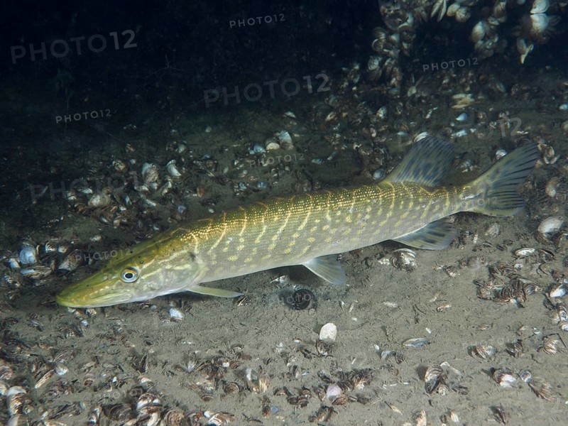 Pike (Esox lucius) gliding over a bottom covered with mussels, dive site Wildsau, Berlingen, Lake Constance, Switzerland, Germany, Europe