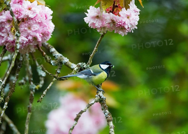 Great Tit (Parus major), adult bird perched in a flowering cherry tree, with a caterpillar in its bill, Hesse, Germany, Europe