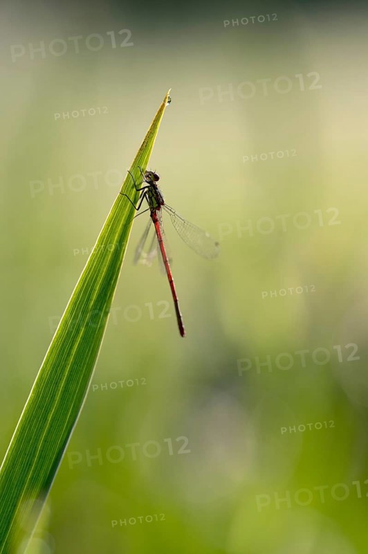 Large red damselfly (Phyrrhosoma nymphula), single, resting, backlit, Oberhausen, Ruhr area, North Rhine-Westphalia, Germany, Europe