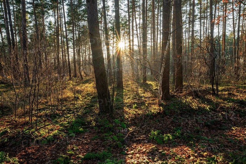 Forest of Scots pines (Pinus sylvestris), sunset, Sonnenstern, Lower Saxony, Germany, Europe