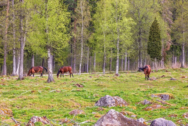 Horses grazing in a birch pasture at the edge of the forest in spring