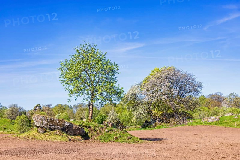 Green budding deciduous trees by a newly sown field in the countryside a sunny spring day, Sweden, Europe