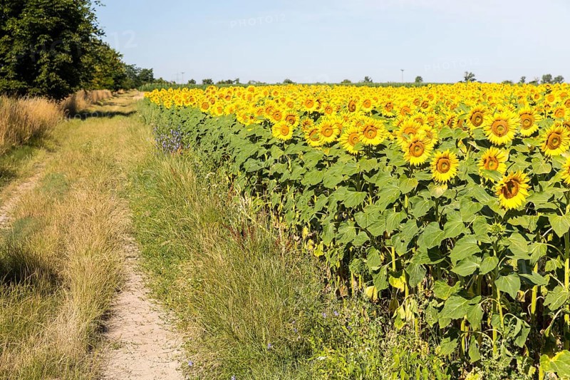 Field path at a sunflower field in bloom, sunflowers (Helianthus annuus), Hirschstein, Saxony, Germany, Europe
