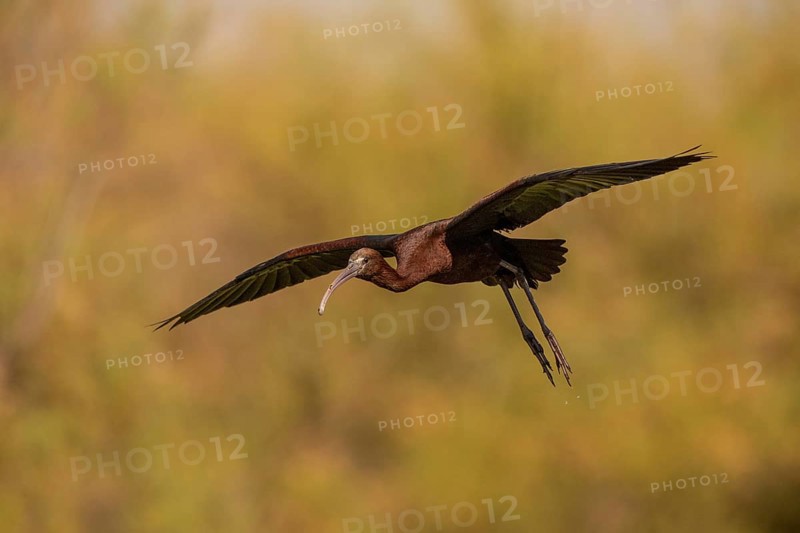 Glossy ibis (Plegadis falcinellus), approaching, Danube Delta, Romania, Europe