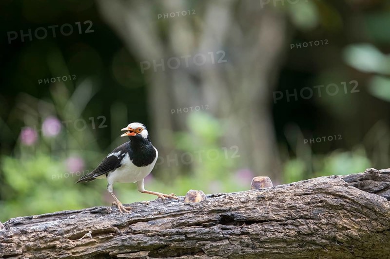 Magpie Starling (Gracupica contra), Kaeng Krachan National Park, Thailand, Asia