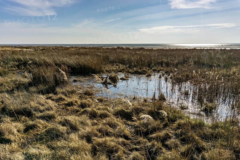 The East Frisian North Sea island of Juist in winter, marsh meadows in the west of the island, quiet zone in the Lower Saxony National Park, Germany, Europe