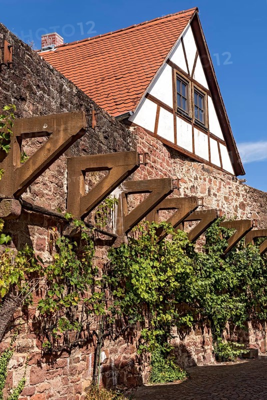 Reconstructed brackets made of concrete, support for battlements on town wall from the Middle Ages, overgrown with vine (Vitis vinifera), historic old town, Michelstadt, Odenwald, Hesse, Germany, Europe