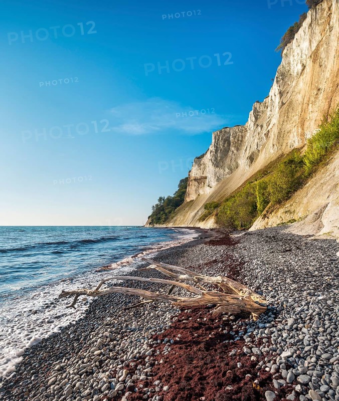 Pebble beach with flints, seaweed and driftwood on the chalk cliffs of Møns Klint on the Baltic Sea, Møn Island, Denmark, Europe