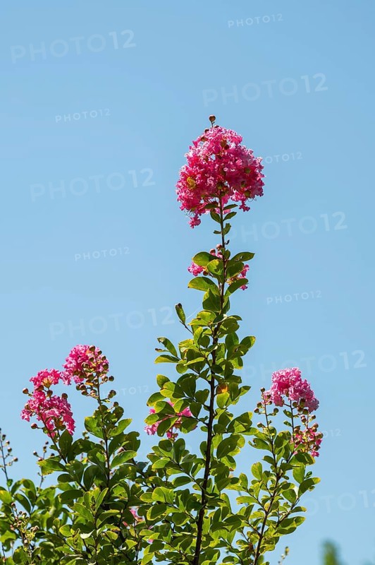 Blossom of a crepe myrtle (Lagerstroemia indica) in Chianti, Chianti Region, Tuscany, Italy, Europe