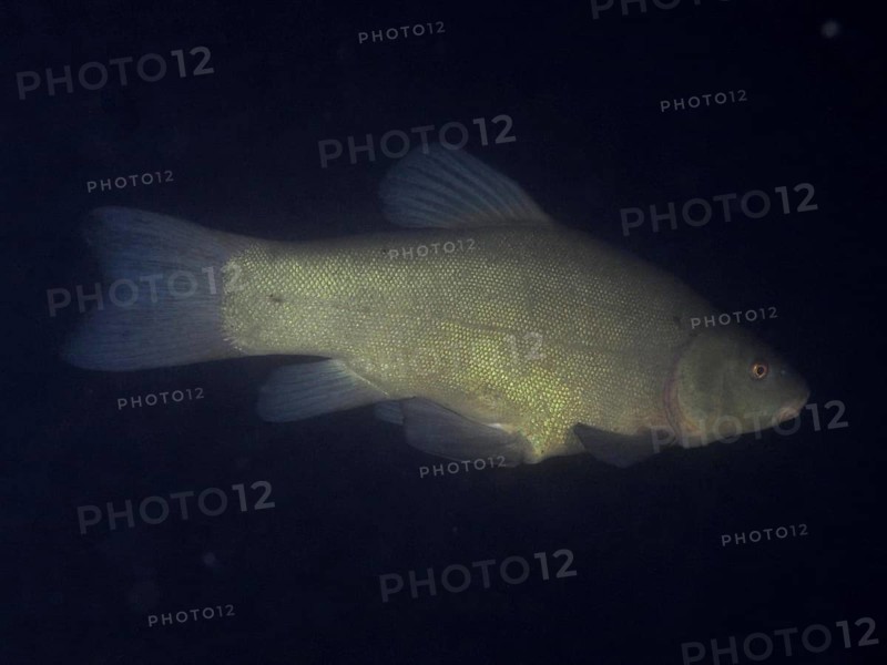A tench (Tinca tinca) swimming in the darkness of the water, dive site Terlinden, Küsnacht, Lake Zurich, Canton Zurich, Switzerland, Europe
