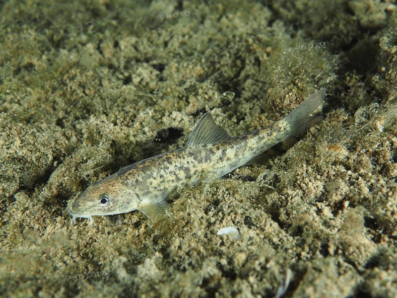 Gudgeon (Gobio gobio) resting on an algae-covered underwater bottom, dive site Zollbrücke, Rheinau, Canton Zurich, Rhine, High Rhine, Switzerland, Germany, Europe