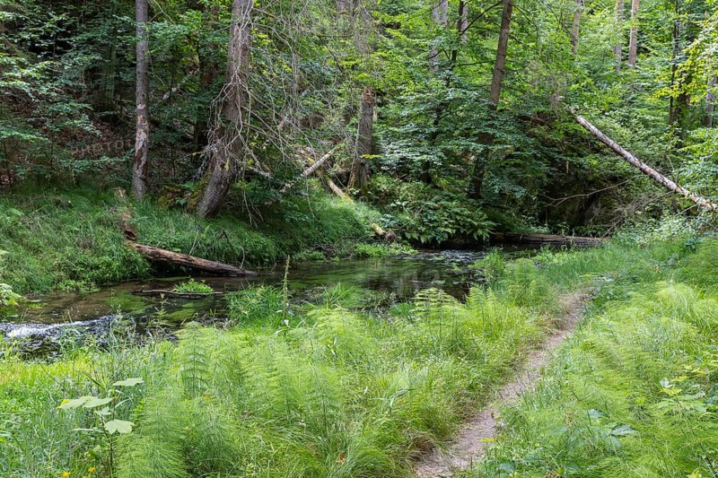 Hiking trail along the Kirnitzsch river in the Kirnitzschtal valley, Sebnitz, Saxon Switzerland, Saxony, Germany, Europe