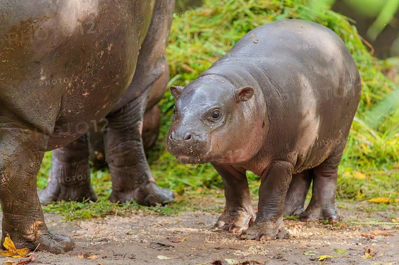 A baby pygmy hippopotamus and its mother (Choeropsis liberiensis) eating grass at a feeding site
