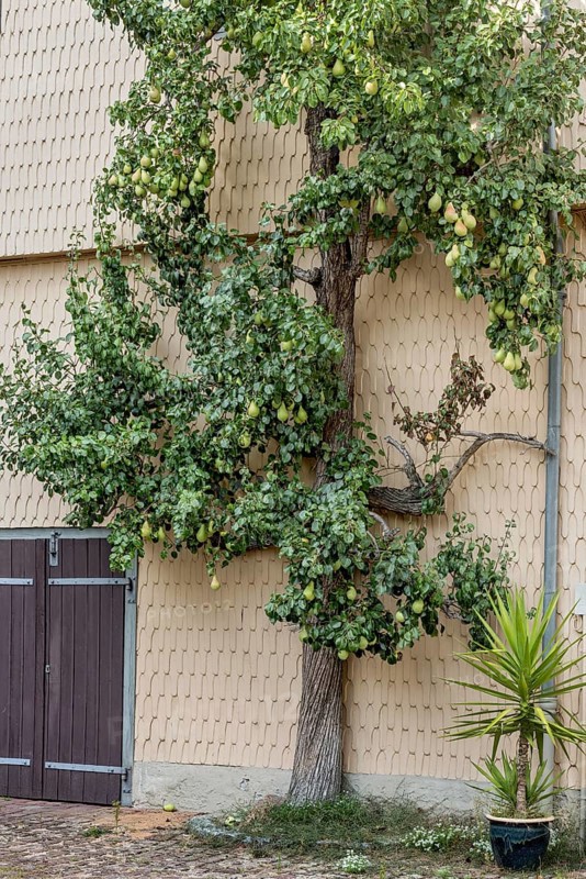 Pear tree on house wall, ripe pears (Pyrus), espalier fruit, historic old town, Michelstadt, Odenwald, Hesse, Germany, Europe