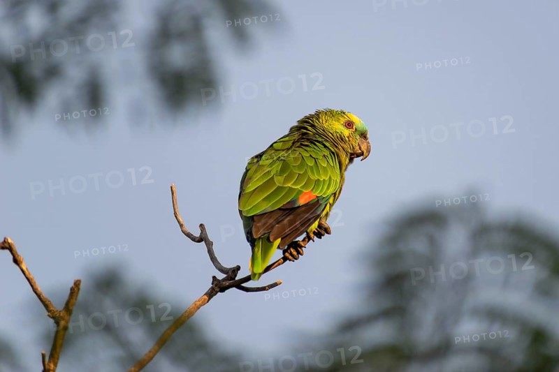 Free-ranging blue-fronted amazon (Amazona aestiva) in Buenos Aires, Argentina, South America