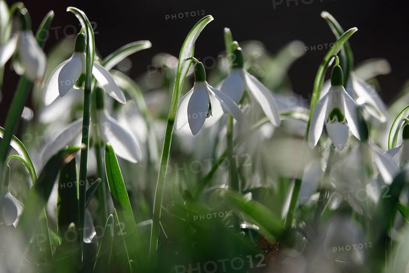 Snowdrops (Galanthus), February, Germany, Europe