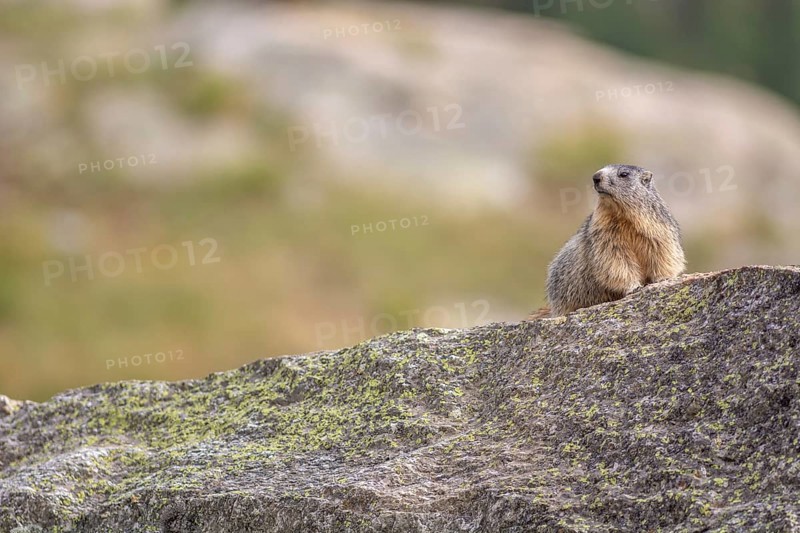 An alpine marmot (Marmota marmota) stands on a rock. The animal is brown and grey. Aosta, Gran Paradiso, Italy, Europe